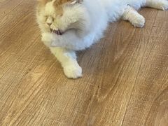 -猫的茶·猫咖