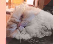 -伟伟宠物医院·CT影像中心·瑞派犬猫综合性门诊(汉口总院)