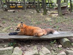 -宫城藏王狐狸村