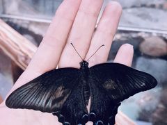 -上海大自然野生昆虫馆(东方明珠·爬宠昆虫探索中心)