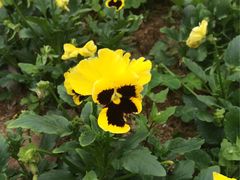 -松山湖梦幻百花洲
