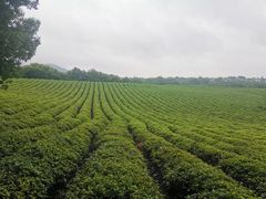 -敬亭山风景名胜区