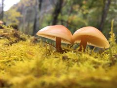 -叠溪松坪沟景区