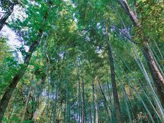 -祁门牯牛降观音堂风景区