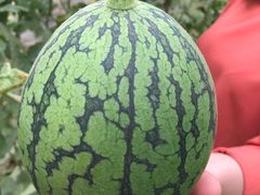 采摘西瓜-庞各庄翠芳园西瓜蔬菜基地采摘园