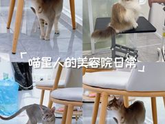 -爱洗澡的猫(天河路店)