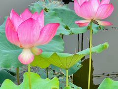 -东莞植物园