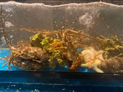 -Mr·Fish鱼鲜生海鲜放题(银泰in99店)
