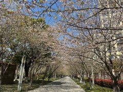 -高东镇樱花园