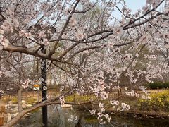-燕郊植物园