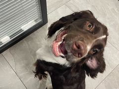 -北京派仕佳德动物医院·超导核磁·CT·神经科·骨科·内外科·急重症管理中心