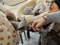 -琪喵猫屋·撸猫猫咖·猫舍