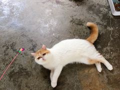 -喵屿·大理花园猫咖