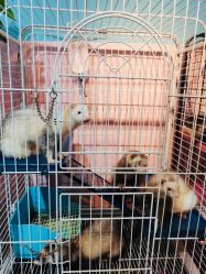 -Moni星球萌宠·小马宝莉·灵蛇·高端高阶全萌宠互动体验俱乐部(红豆国际广场店)