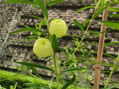 -广州神农草堂中医药博物馆