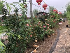 -同銮特种养殖场·龙虾垂钓