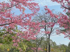 -风云岭森林公园