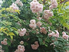 -北京大学燕东园