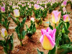 -兰陵国家农业公园