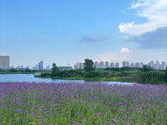 -洋湖国家湿地公园