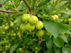 -樂桃源奉贤黄桃种植采摘基地