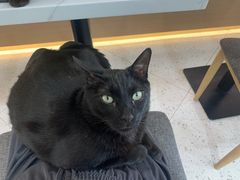 -喵园·猫主题咖啡厅·撸猫·猫咖(国贸店)