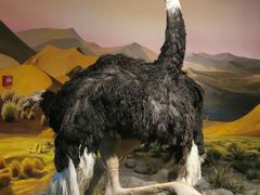 -国家自然博物馆