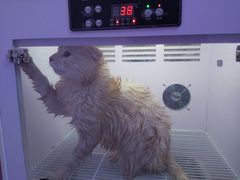 -喵百万·布偶·蓝金金渐层英短·猫舍(百子湾店)