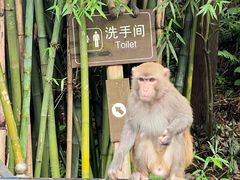 -黔灵山公园