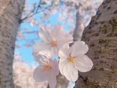-高东镇樱花园