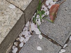 -西北湖绿化广场