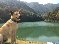 -龙坞茶村