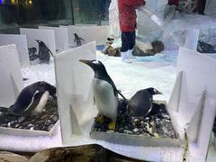 -芜湖新华联大白鲸海洋公园