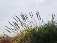 -芒洲湿地公园