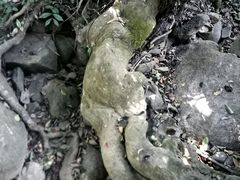 -呀诺达热带雨林