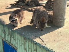 -秦皇岛野生动物园