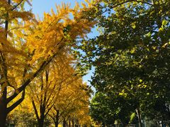 -三里屯东五街银杏大道