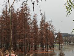 -白鹭湾湿地公园