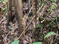 -黄埔油麻山森林公园