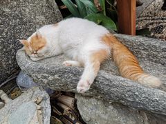 -喵屿·大理花园猫咖