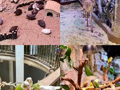 -正佳雨林生态植物园