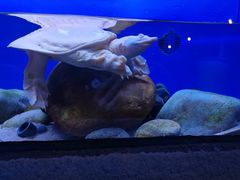 -上海海洋水族馆