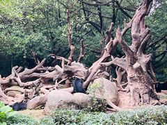 -广州长隆野生动物世界