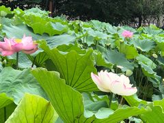 -陈家山荷花公园