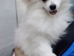 -宠福鑫康馨动物医院·骨科·眼科