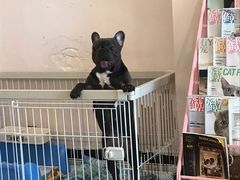 -喵匠猫主题咖啡(凯德和平广场店)