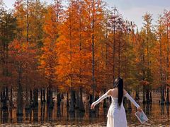 -白鹭湾湿地公园