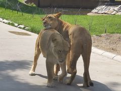 -北京野生动物园