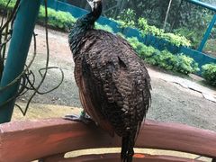 -吉隆坡雀鸟公园