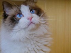 -飞行喵MR PILOT|猫舍·猫咖(静安大融城店)
